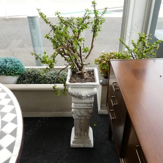 PR WHITE PAINTED CONCRETE POTS ON PLINTHS w. JADE / MONEY TREE H.1150mm