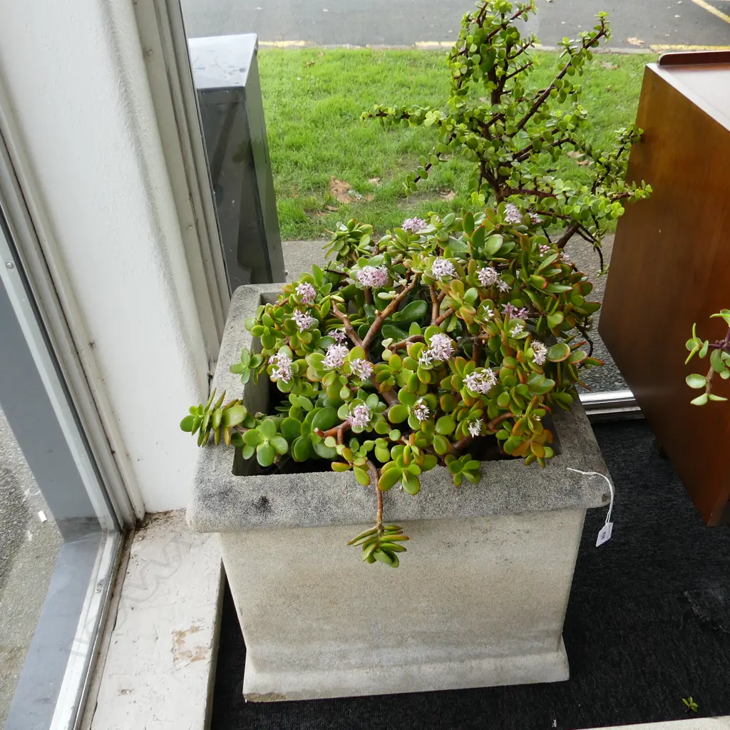 LG SQUARE CONCRETE GARDEN PLANTER w. JADE / MONEY TREE 510x510x850mm Image 1++