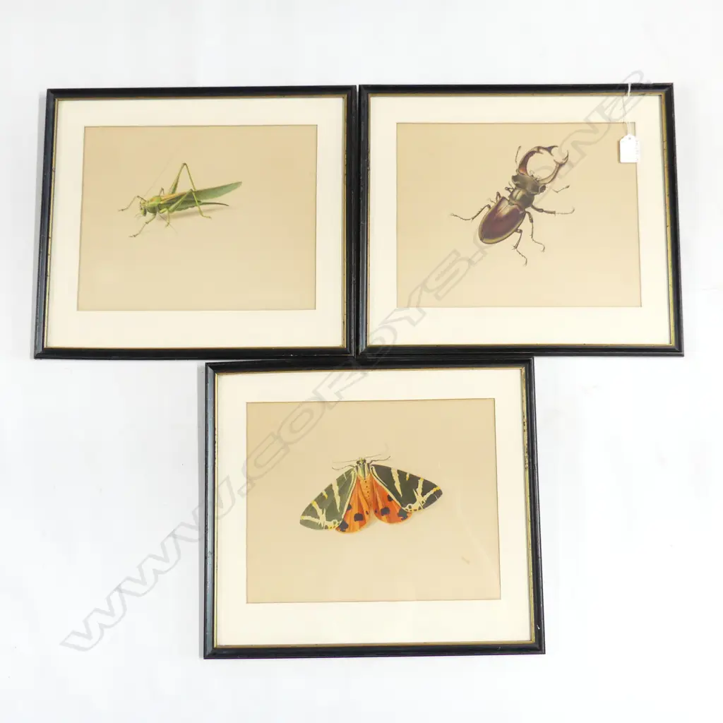 SET 3 HIGH QUALITY FRAMED INSECT COLOUR PRINTS (GRASSHOPPER, MOTH & BEETLE) 300 X 240MM  Image 1++