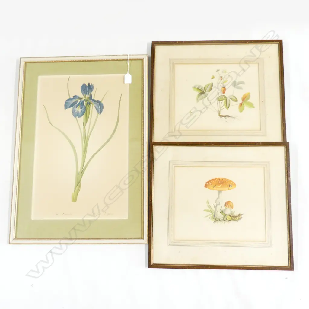 3 COLOURED BOTANICAL FRAMED PRINTS (2 X 295 X 245MM & 1 320 X 500MM) Image 1++