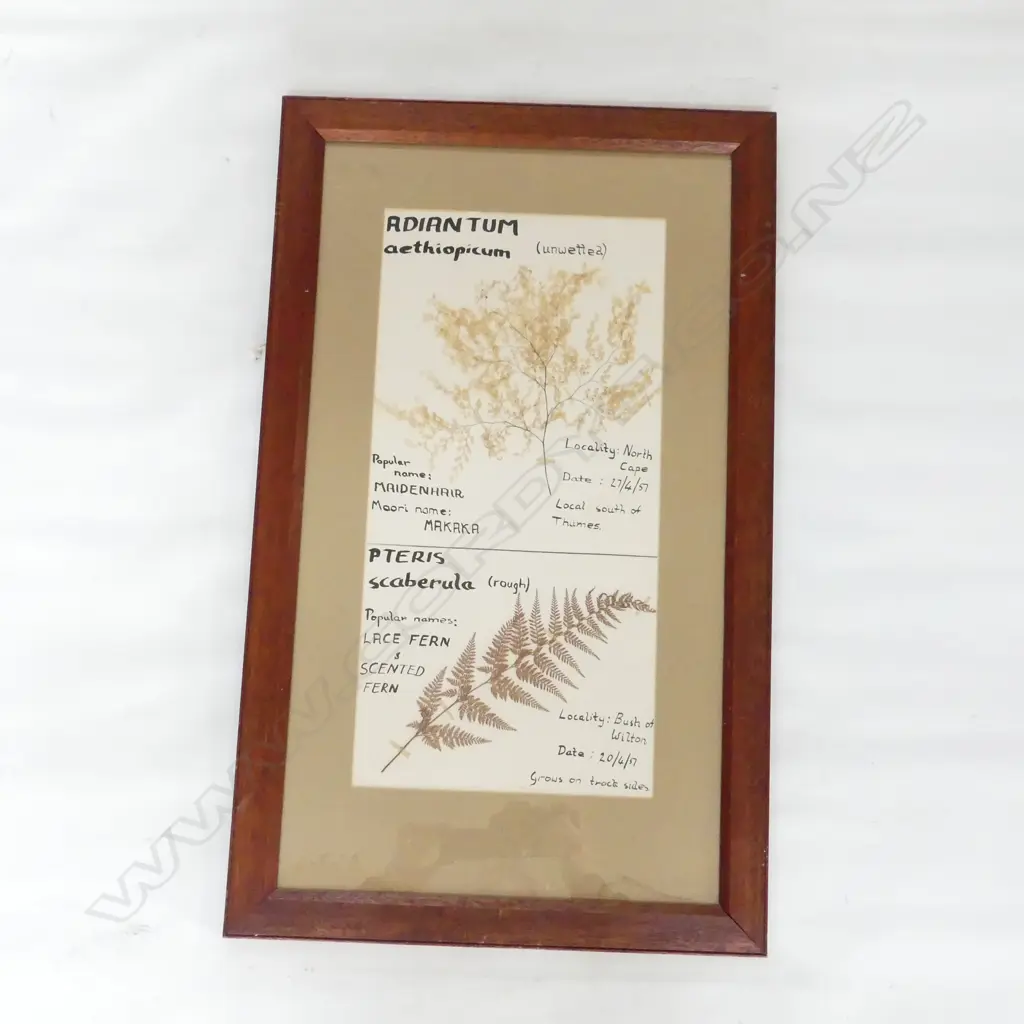 1951 FRAMED FERN DISPLAY 'MAIDENHAIR'& LACE FERN. 720 x 435mm with details noted in ink Image 1++