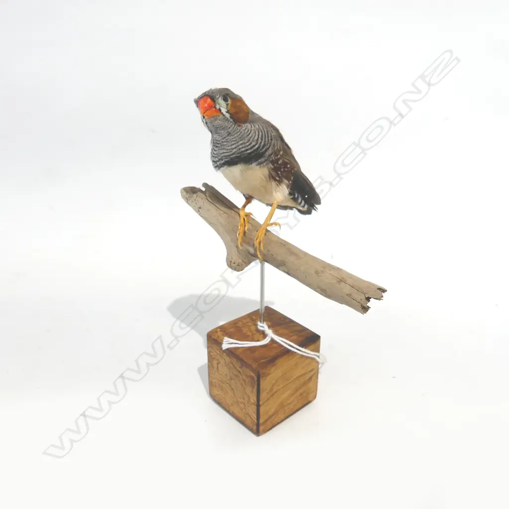 TAXIDERMY ZEBRA FINCH H.145mm Image 1++