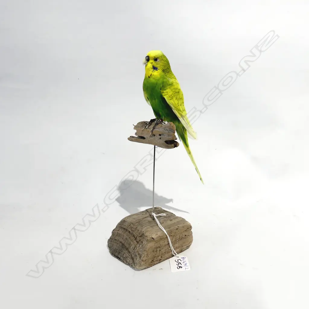 TAXIDERMY BUDGIE - GREEN / YELLOW H.270mm Image 1++
