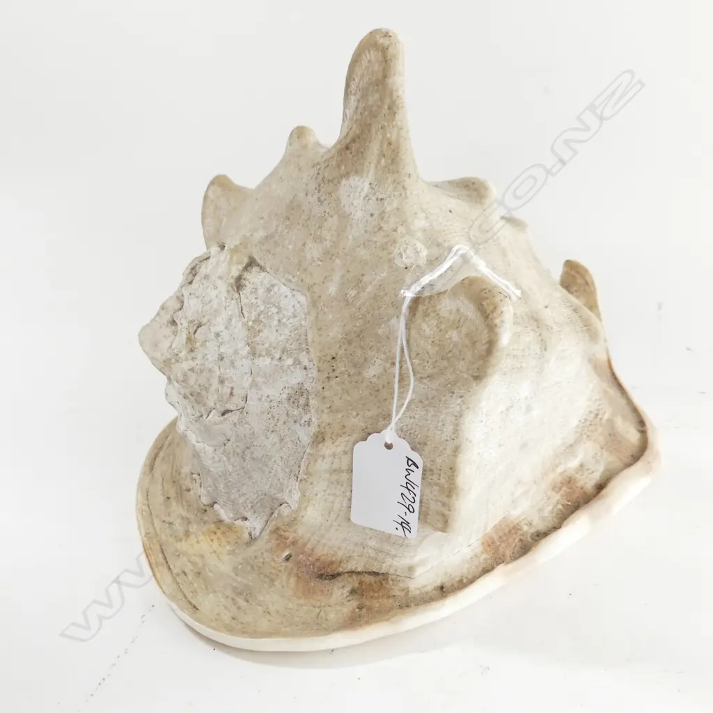 LGE QUEEN CONCH SHELL L.245mm Image 1++