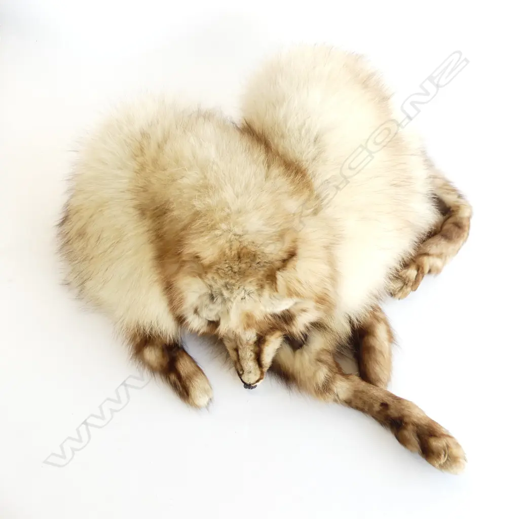QUALITY FOX FUR STOLE WITH HEAD AND FEET, MFG WELLINGTON Image 1++