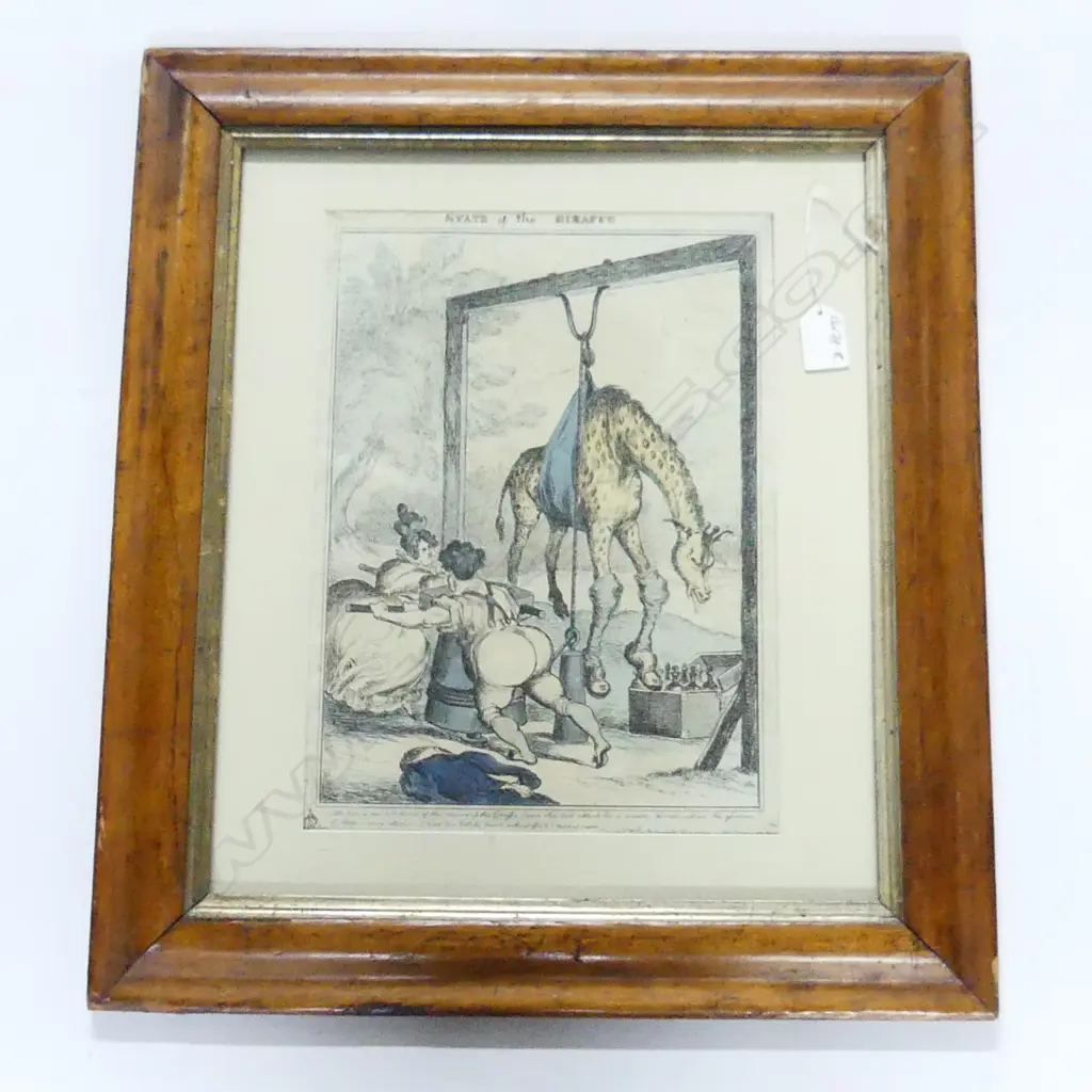 ANTIQUE ENGRAVING 'STATE OF THE GIRAFFE' framed under glass 530 x 465mm Image 1++