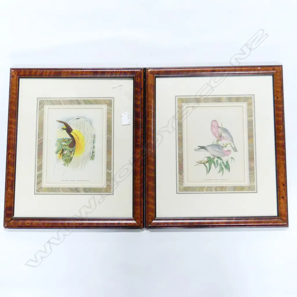 TWO WELL FRAMED CHROMO LITHOGRAPH BIRD STUDIES Bird of Paradise plus Cockatoo 460 x 390mm Image 1++