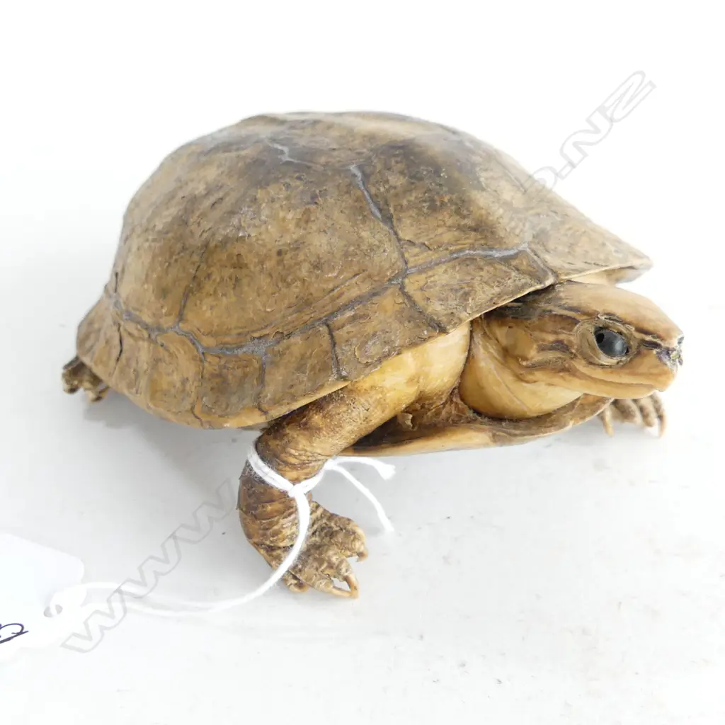 OLD TAXIDERMY TORTOISE Image 1++