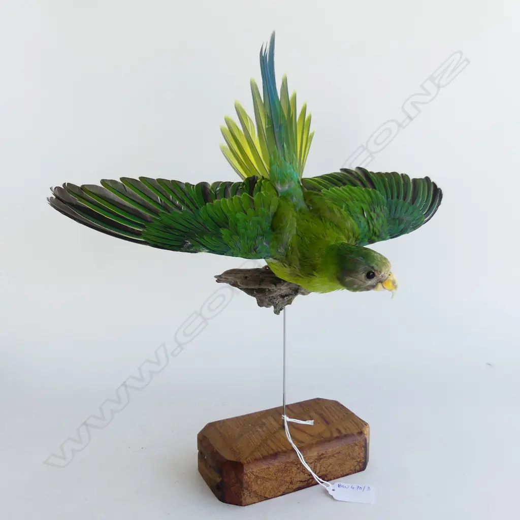 TAXIDERMY PLUM HEADED PARROT W.340mm Image 1++