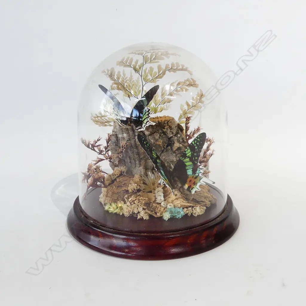 PR BRAZILIAN PEACOCK BUTTERFLIES IN GLASS DISPLAY DOME H. 190MM Image 1++