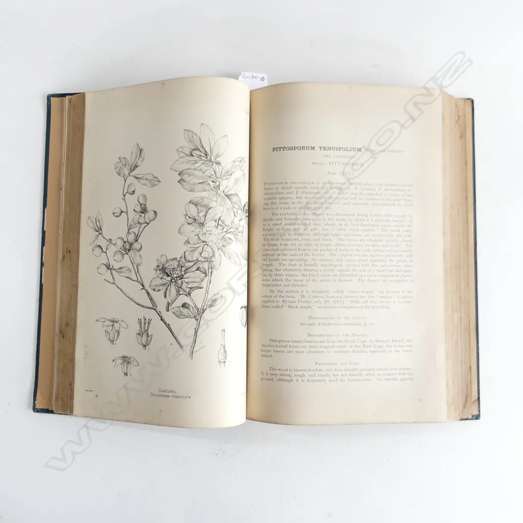 BOOK 'THE FOREST FLORA OF NZ' BY T KIRK 1889 Image 1++