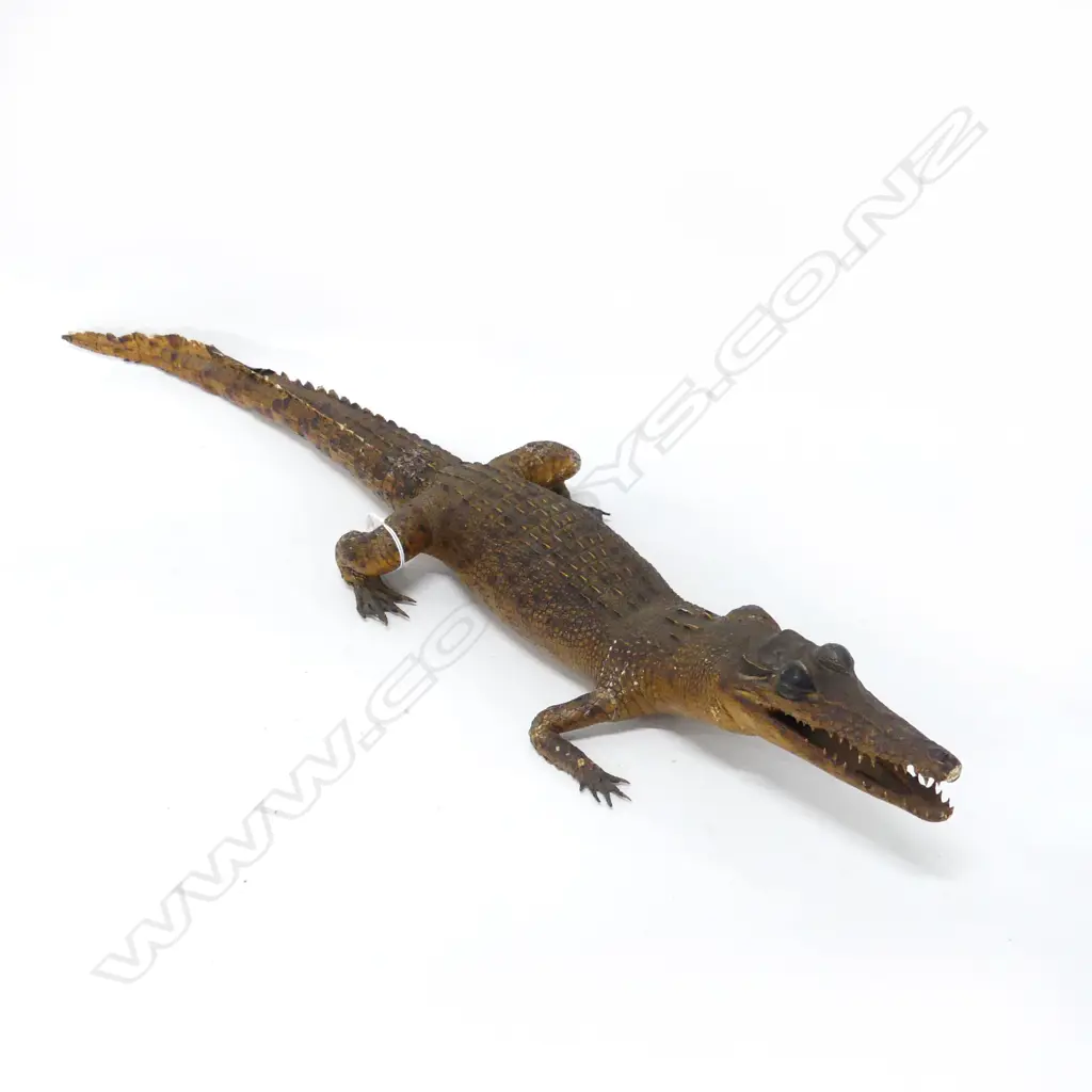 TAXIDERMY BABY ALLIGATOR L.720mm Image 1++