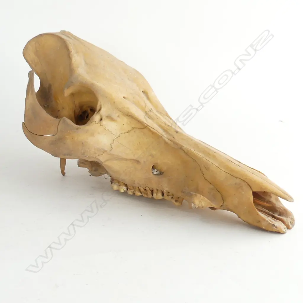OLD WEATHERED ANIMAL SKULL L MM Image 1++