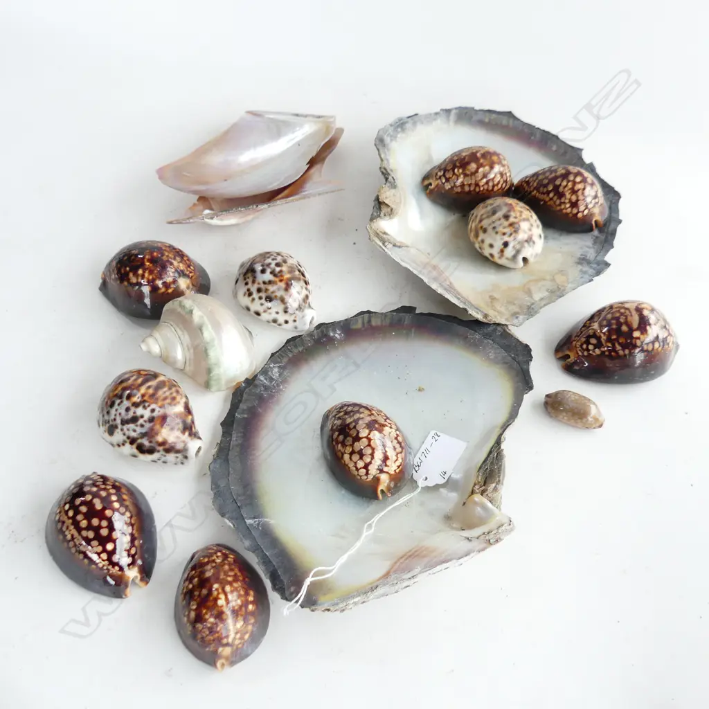 COLLECTION OF SHELLS, 2 LRG, 11 ASSORTED Image 1++