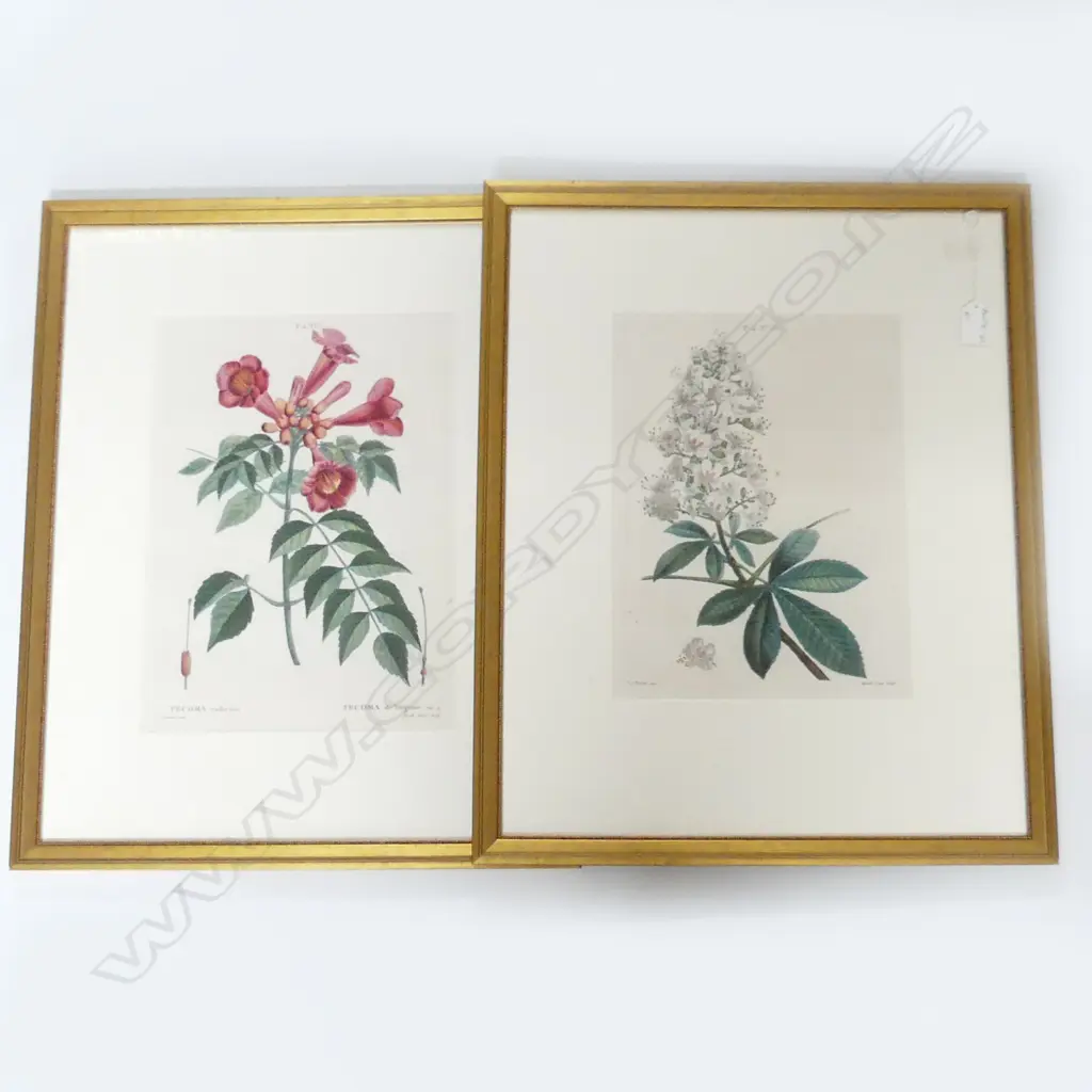 Artist: Jean Marie Mixelle after Pierre- Joseph Redouté – (French).Title: Trumpet Vine (Tecoma radicans/ Tecoma de Virginie) (Campsis radicans "Trumpet climber"). (T. 2 Image 1++