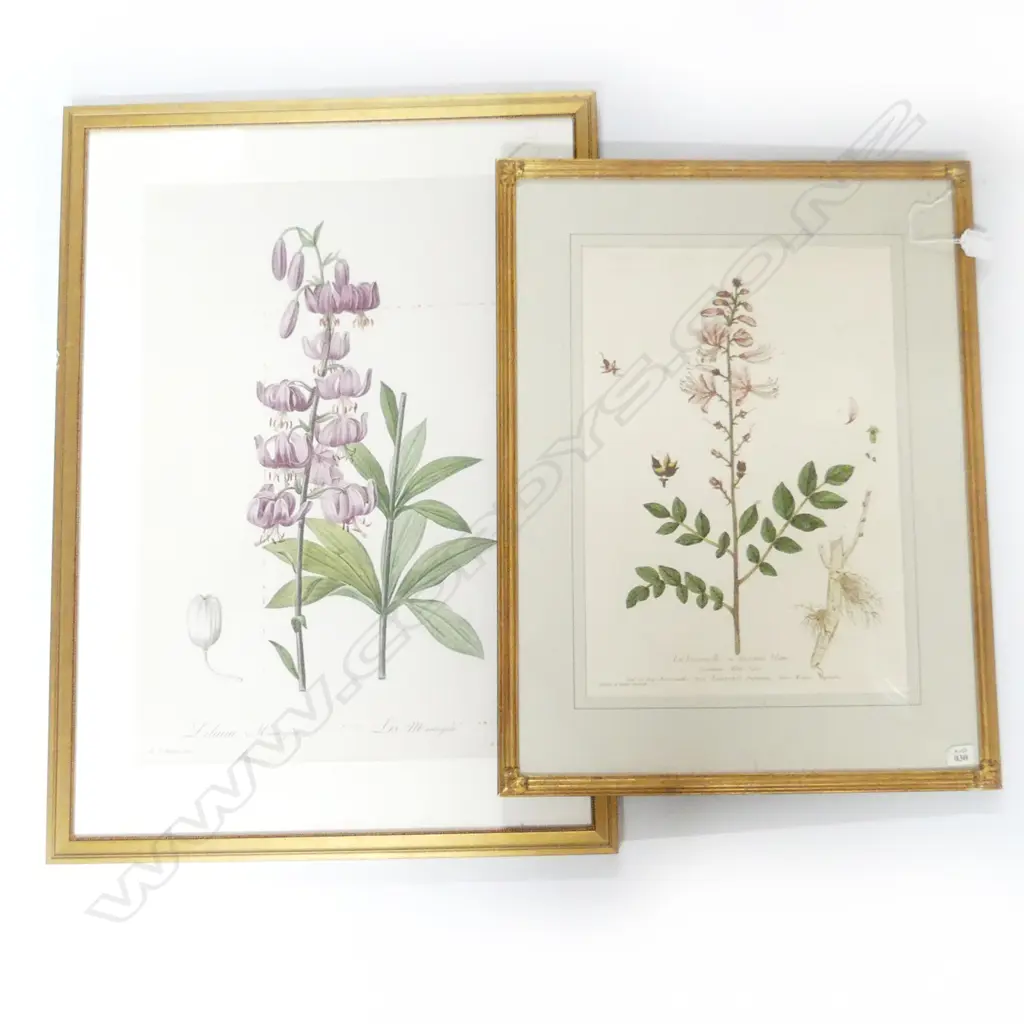 PR early 19thC BOTANICAL HAND COLOURED ETCHINGS H.400 x 300 & H.510 x 340mm 1 w rust marks Image 1++