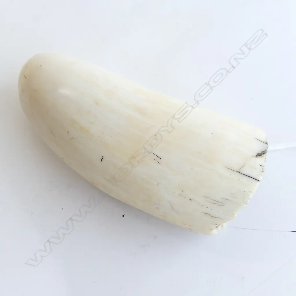 OLD SPERM WHALE TOOTH L.120mm Image 1++