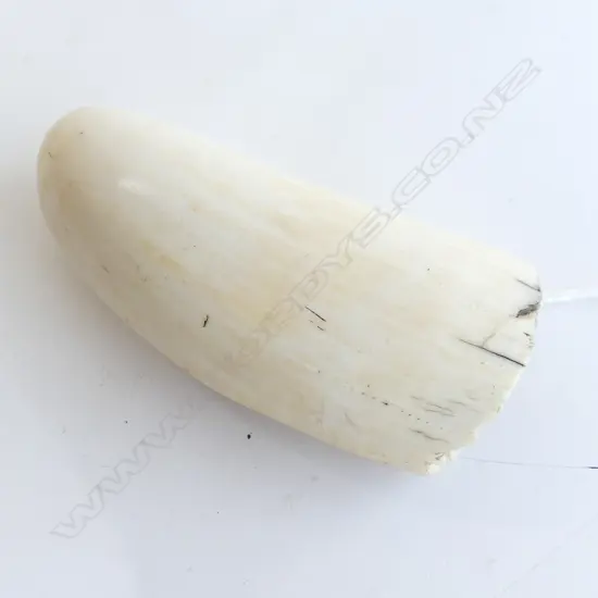 OLD SPERM WHALE TOOTH L.120mm