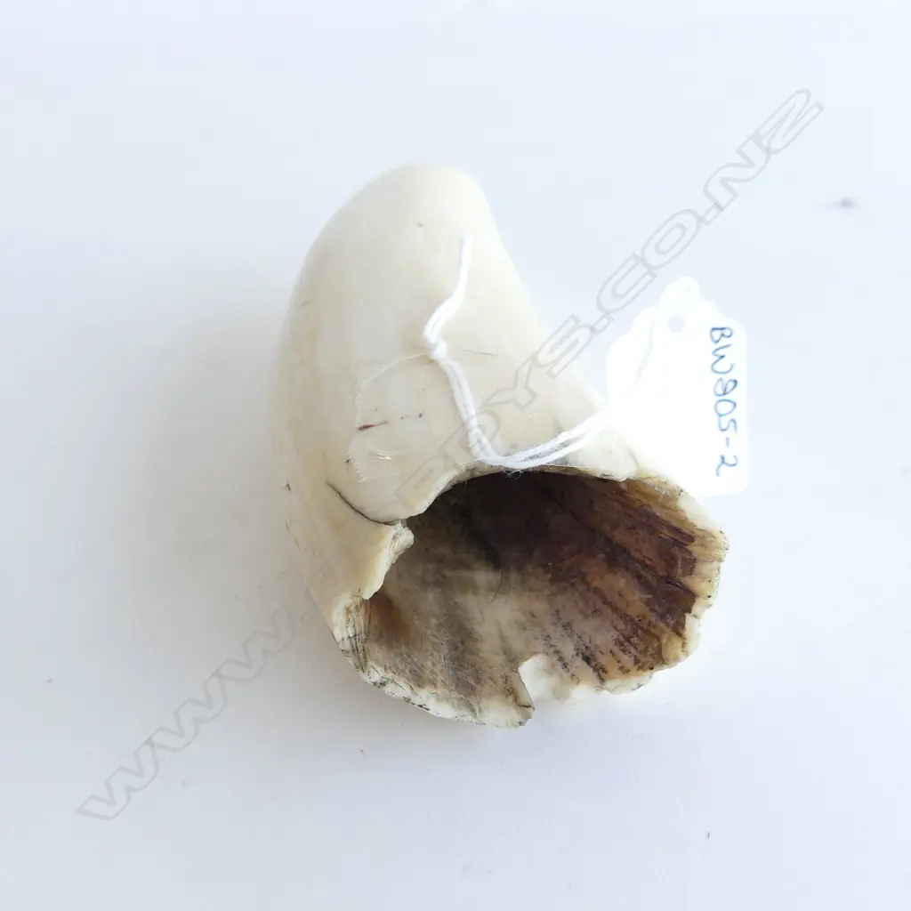 OLD SPERM WHALE TOOTH L.120mm Image 1++