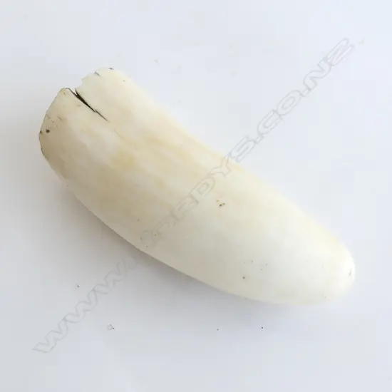 OLD SPERM WHALE TOOTH L.120mm