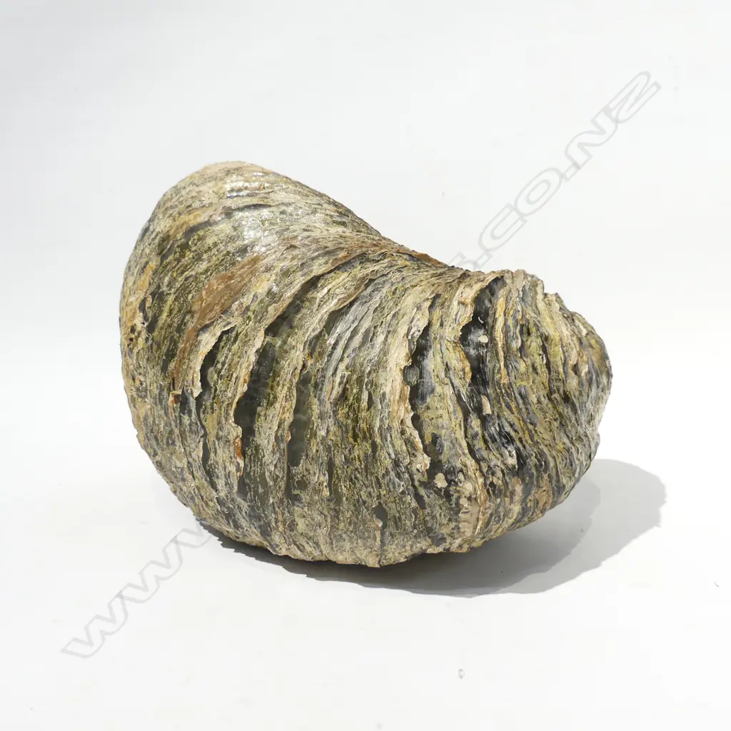 FOSSILIZED SHELL L.220mm Image 1++