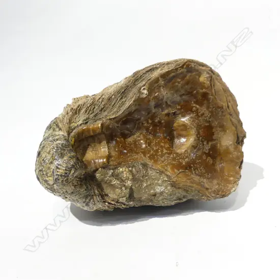 FOSSILIZED SHELL L.220mm