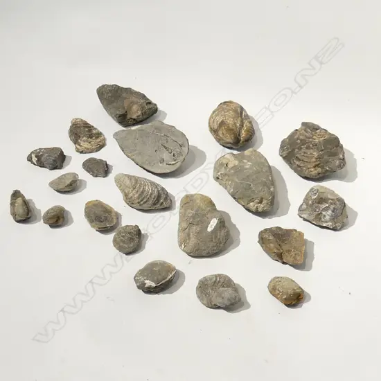 20 JURASSIC PERIOD COLLECTION NZ FOSSILS 