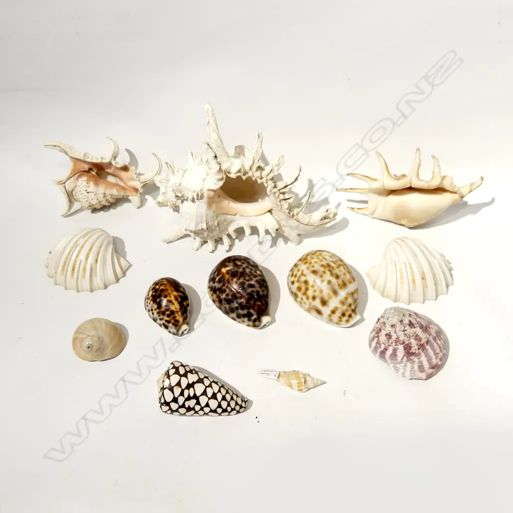 COLLECTION TROPICAL SHELLS - LONGEST 200MM Image 1++