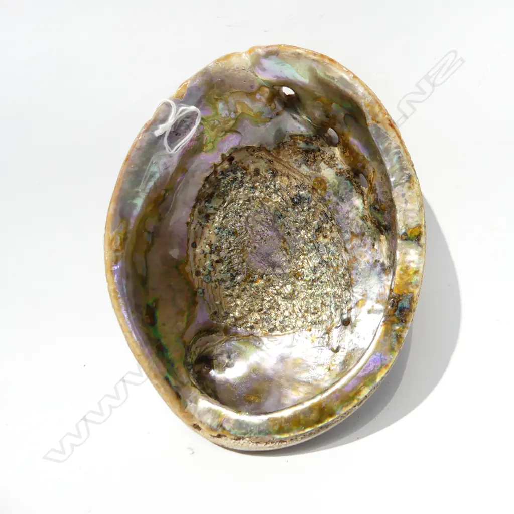 X LG RARE RED HALIOTIS RUFESCENS SHELL 210 X 160MM Image 1++