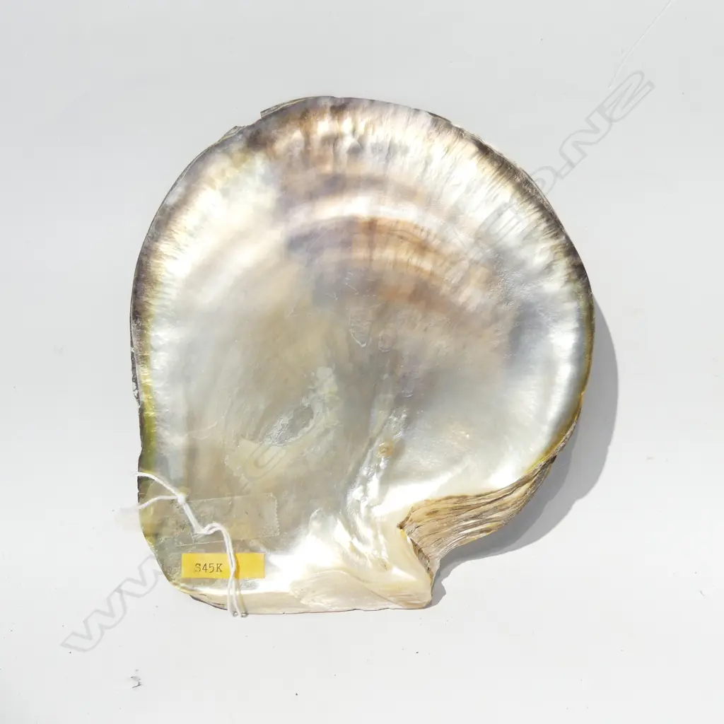 LG MOTHER OF PEARL OYSTER SHELL  190 X 170MM Image 1++