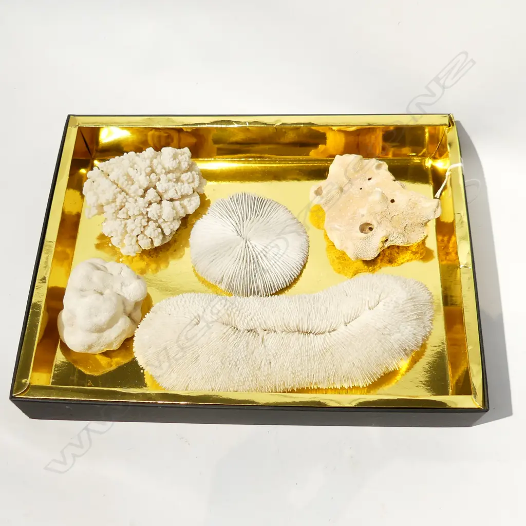 5 PCS TROPICAL CORAL - LONGEST 230MM Image 1++