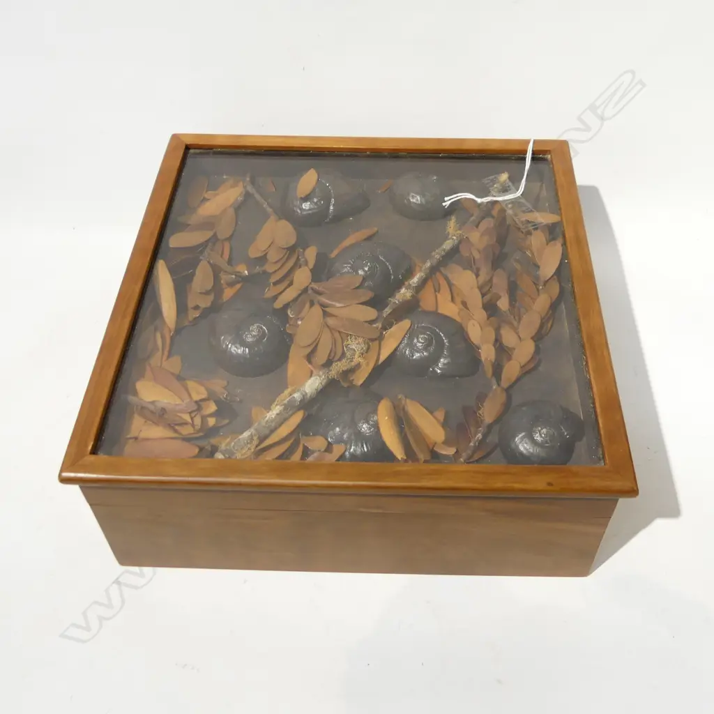 CEDAR BOX w. FAUX CAST ACRYLIC KAURI SNAILS UNDER GLASS LID 260x260x100mm Image 1++