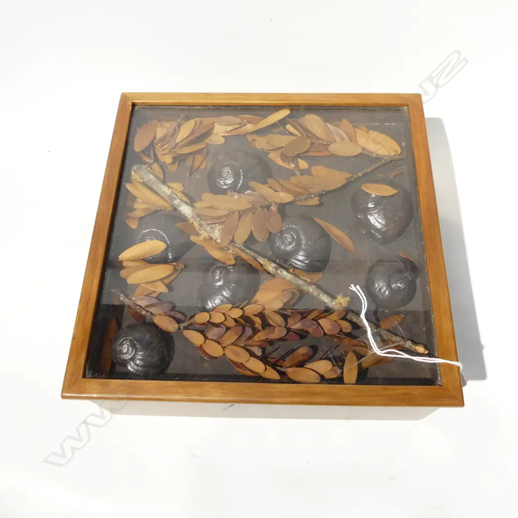 CEDAR BOX w. FAUX CAST ACRYLIC KAURI SNAILS UNDER GLASS LID 260x260x100mm Image 1++