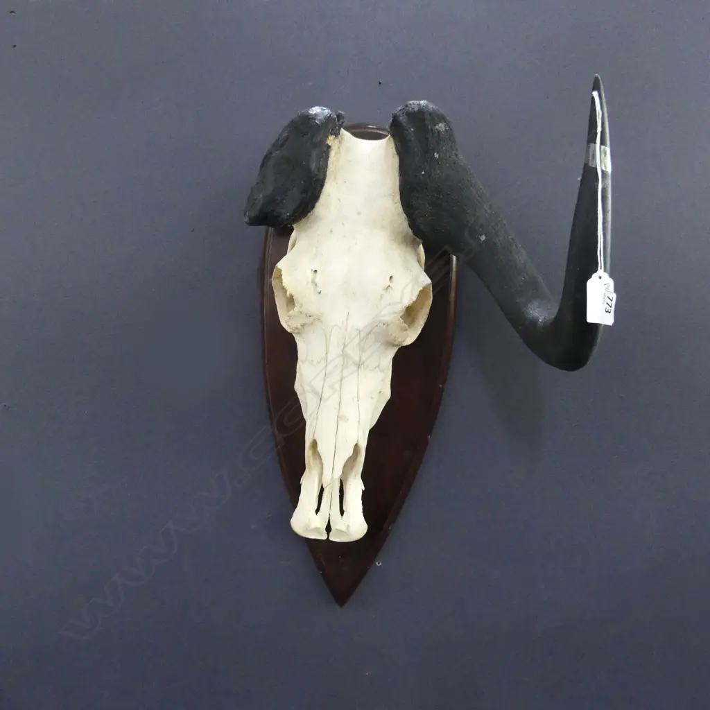 HORNED COW SKULL, MOUNTED H.500mm Image 1++