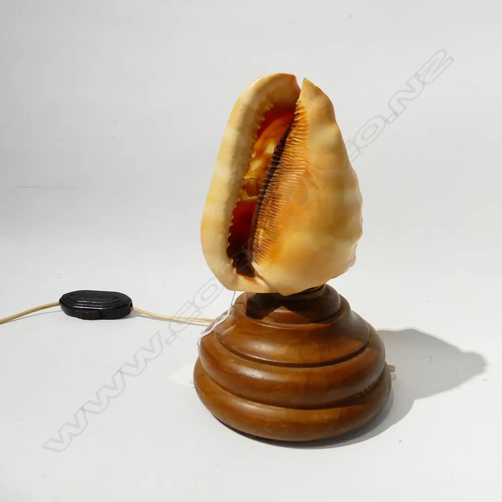 CARVED  CONCH SHELL TABLE LAMP, WOODEN BASE H. 240MM Image 1++