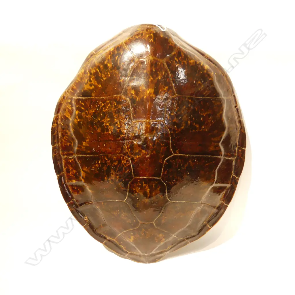 LG GREEN SEA TURTLE SHELL, CHELONIA MYDAS 610 X 525MM Image 1++