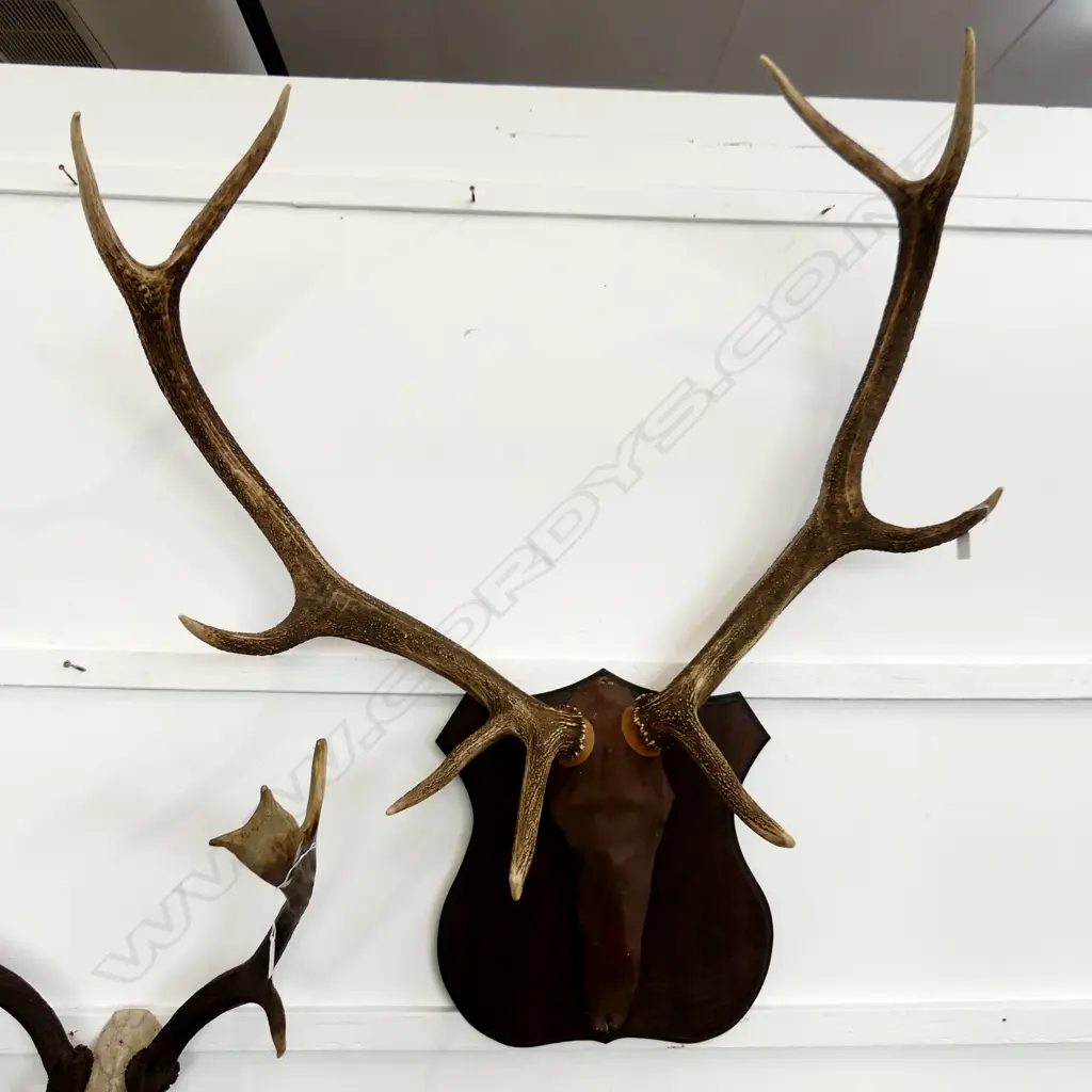 LG 9 POINT STAG ANTLERS, MOUNTED 1100x950mm Image 1++