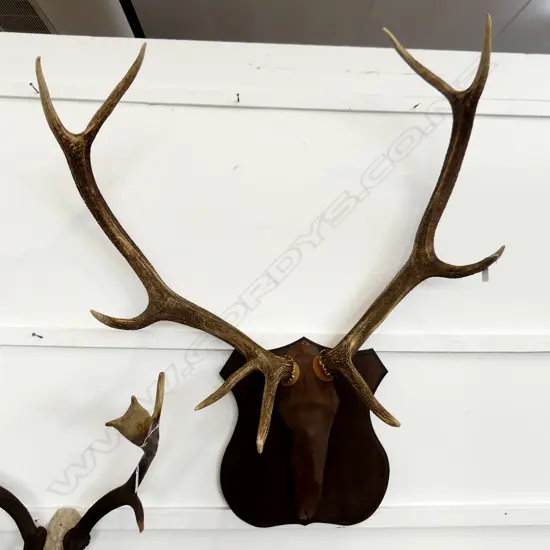 LG 9 POINT STAG ANTLERS, MOUNTED 1100x950mm