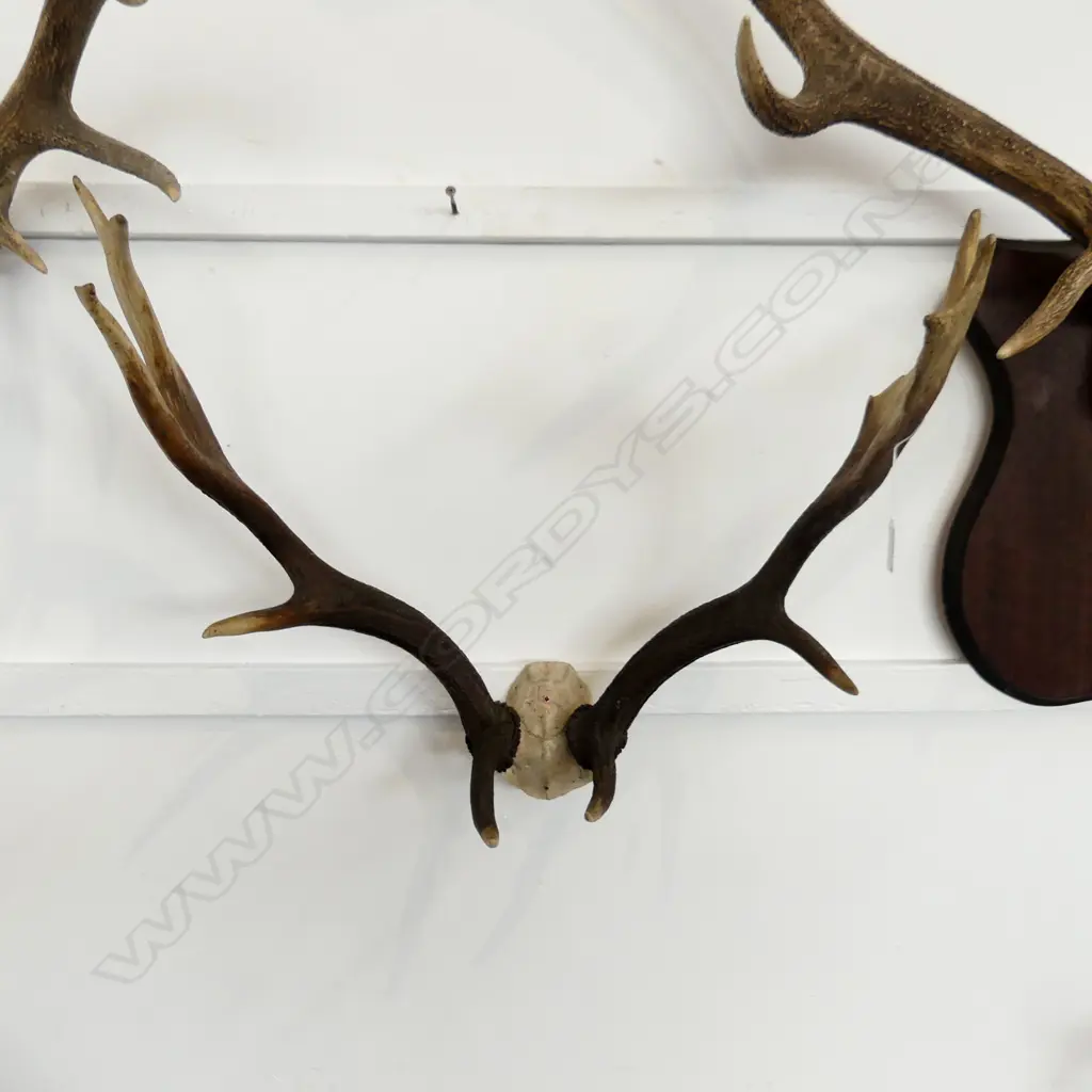 PR LG DEER HORNS L. 540MM Image 1++