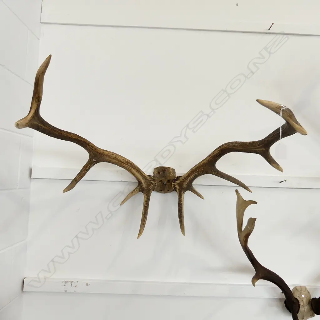 PR LG DEER HORNS L.690MM Image 1++