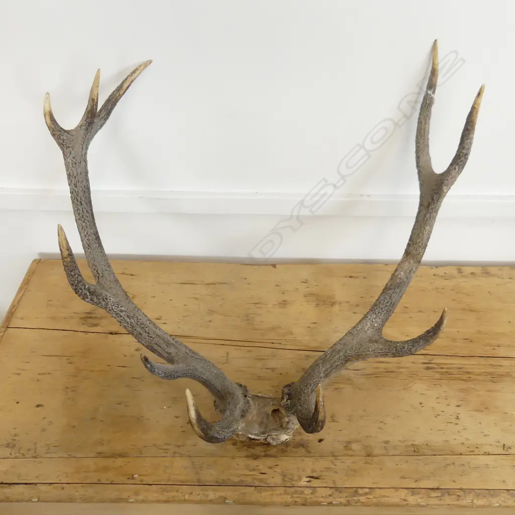 PR LG DEER HORNS L. 600MM Image 1++
