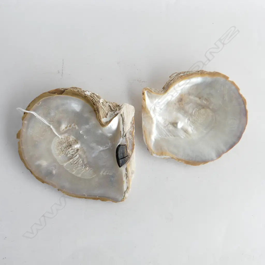 2 MABE PEARLS ON MOLLUSK SHELL 170x160mm Image 1++