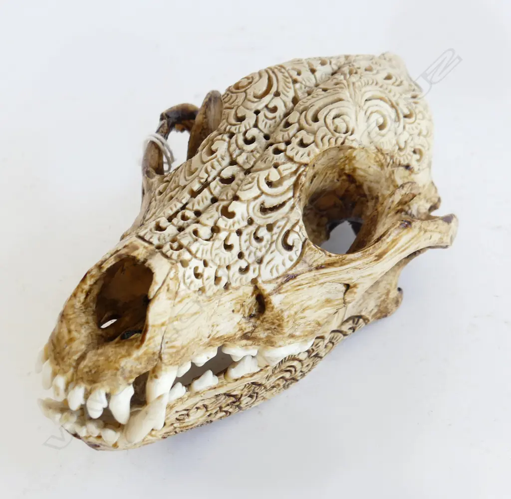 INDONESIAN CARVED DOG SKULL L.160mm Image 1++