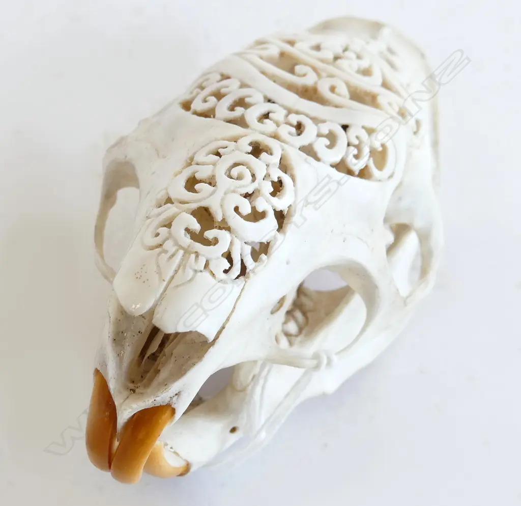 INDONESIAN CARVED PORCUPINE SKULL L.105mm Image 1++