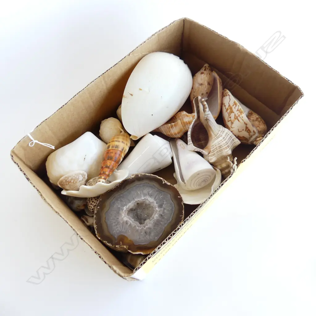 SMALL BOX TROPICAL SHELLS & PC OF CUT AGATE Image 1++