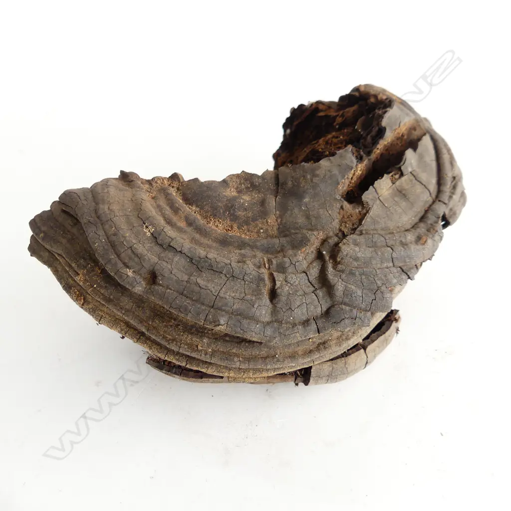 LINGZHI FUNGUS - CHINESE MEDICINE  Image 1++