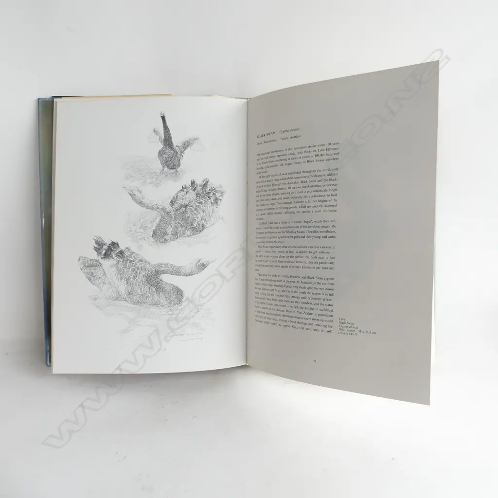 BOOK NZ BIRDS An Artist's Field Studies Raymond Ching 1986 Image 1++