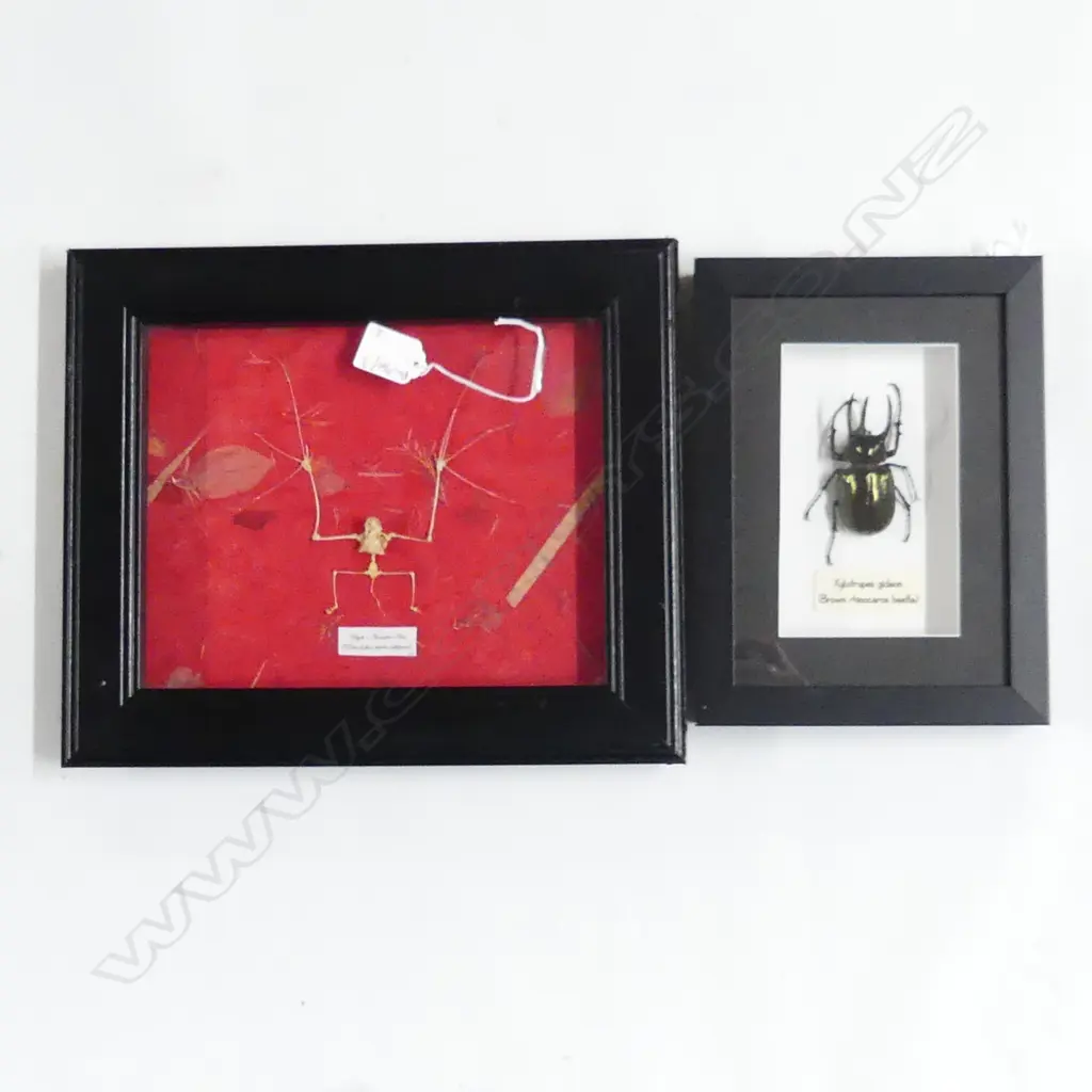 2 FRAMED ANIMALS; BROWN RHINO BEETLE 150x90mm & HORSESHOE BAT 190x240mm Image 1++