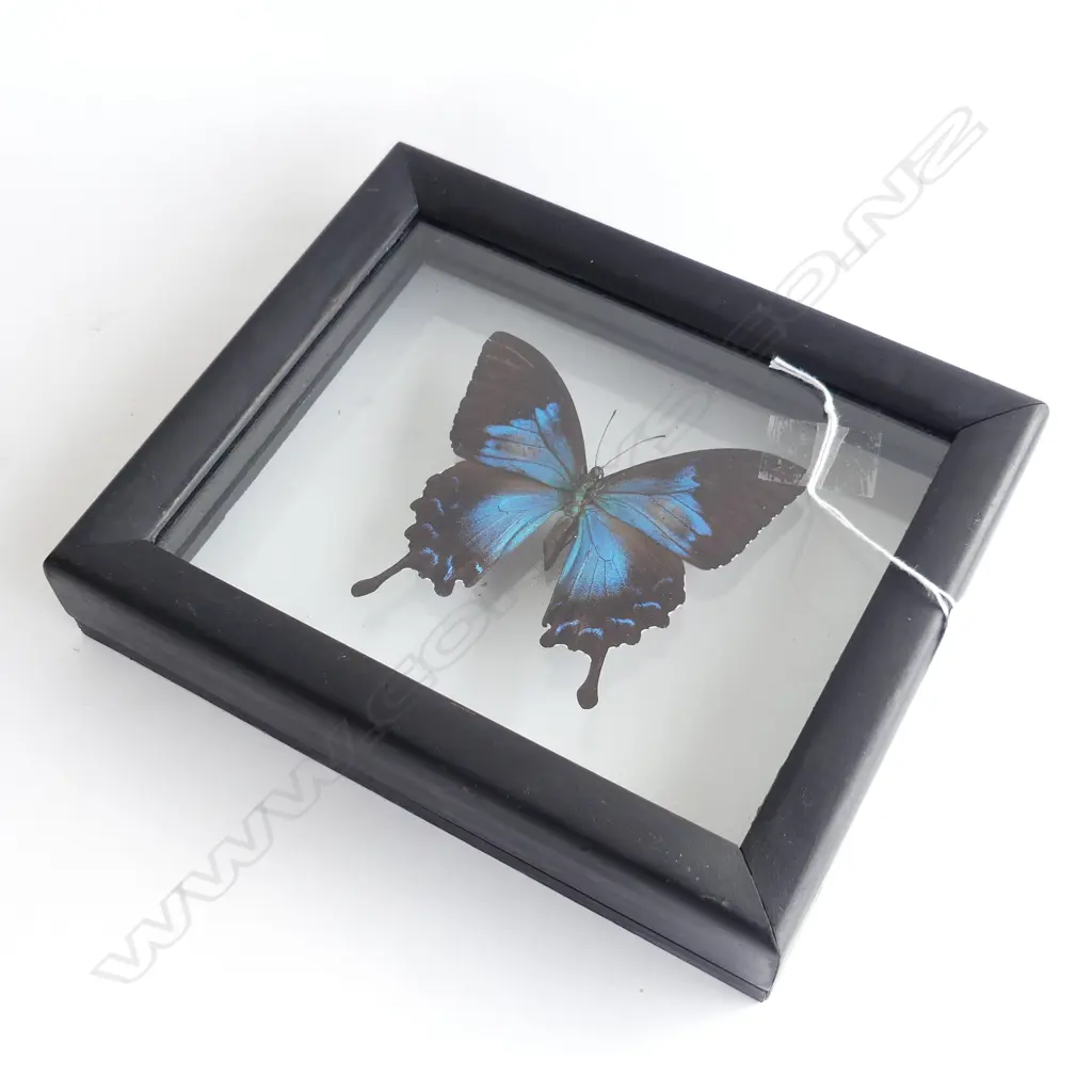 CASED PAPILIO BUTTERFLY SPECIMEN 200x240mm overall Image 1++