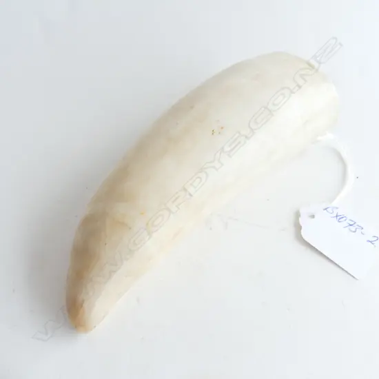 OLD FIJIAN TABUA  L.145mm